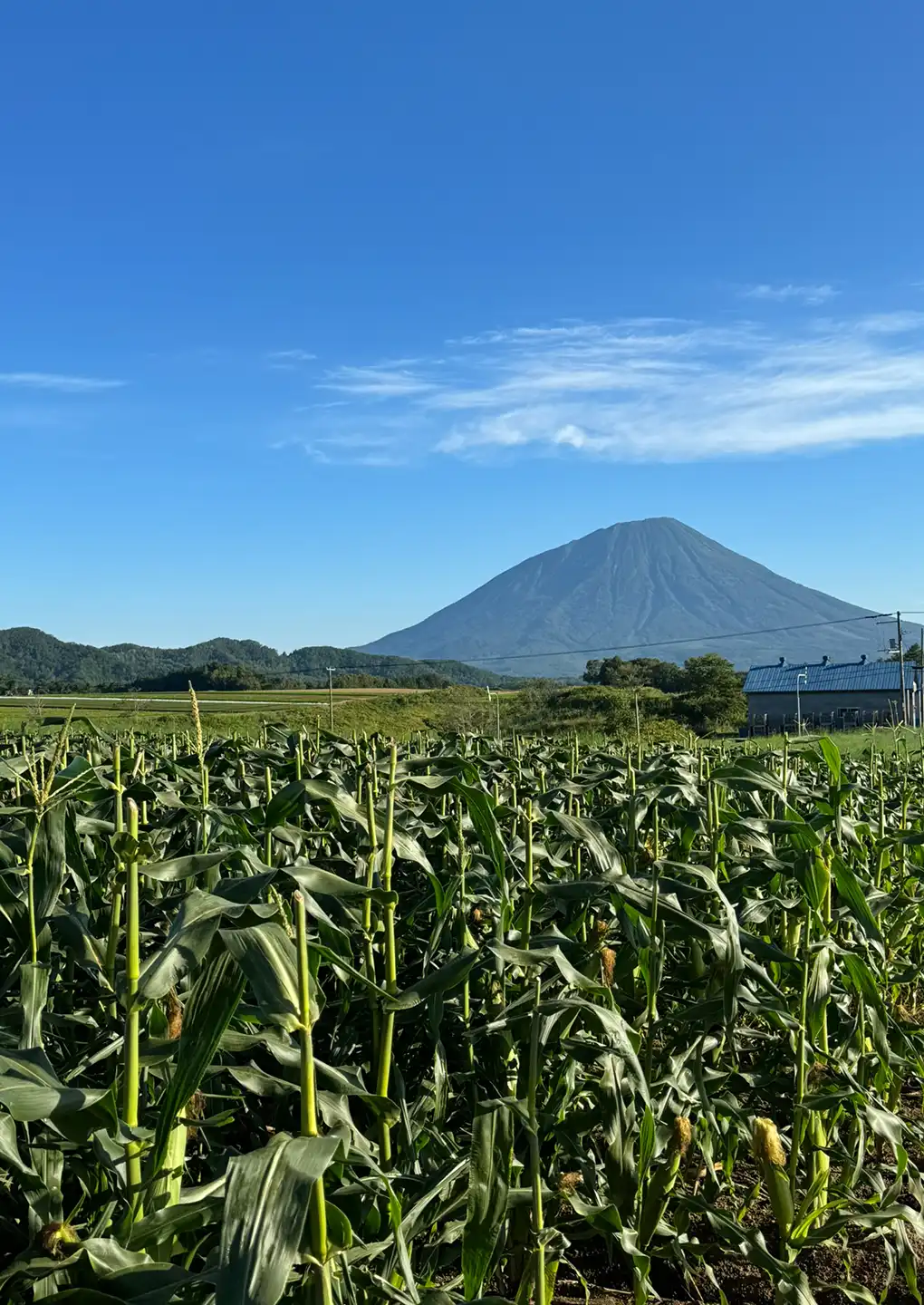 youteizantohatake